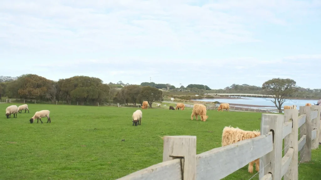 Highland Cow