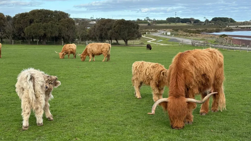 Highland Cow Churchill Island