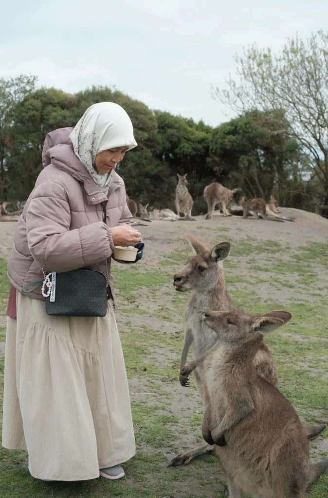 bagi makan kangaroo