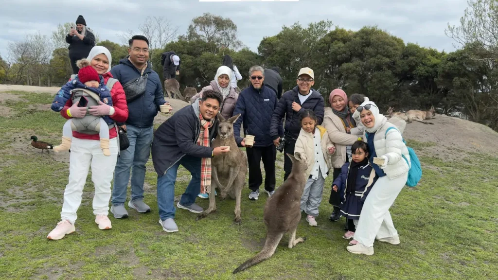 kangaroo di maru koala park