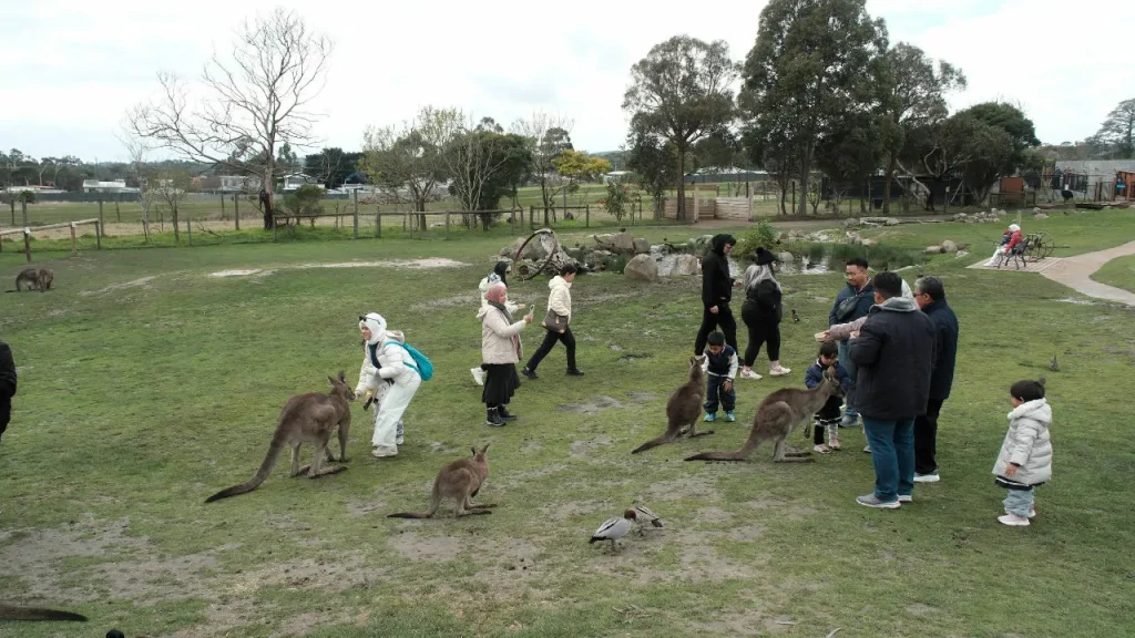 kangaroo maru koala animal park