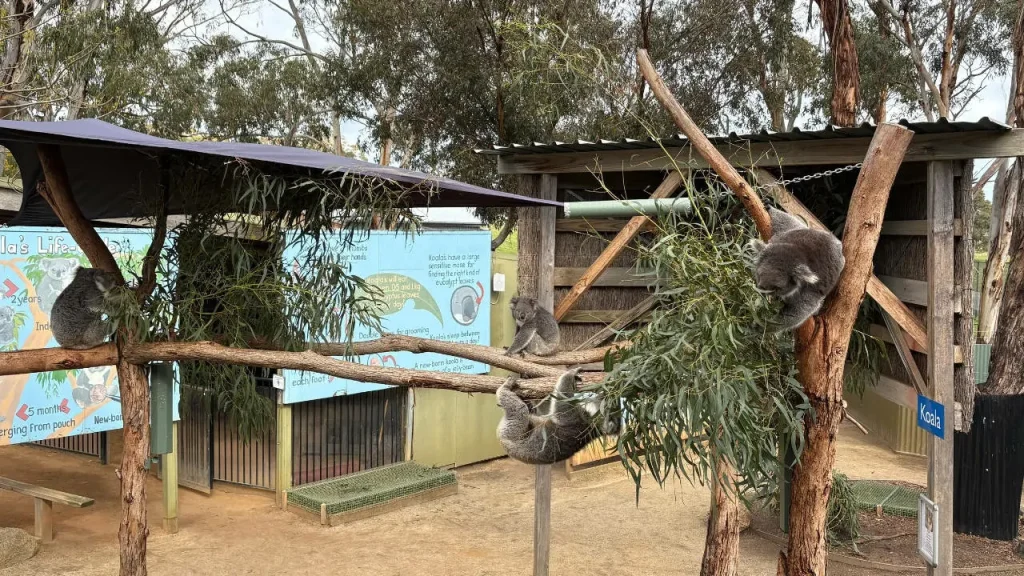 koala