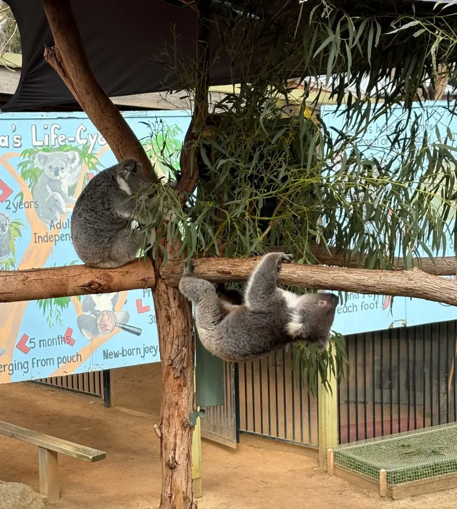 maru koala park
