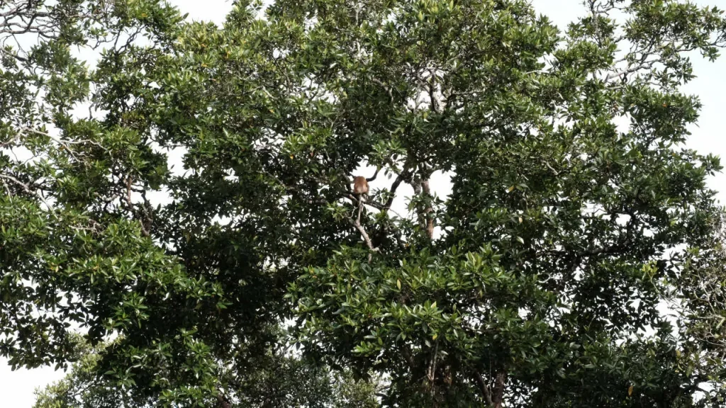 Proboscis Monkey