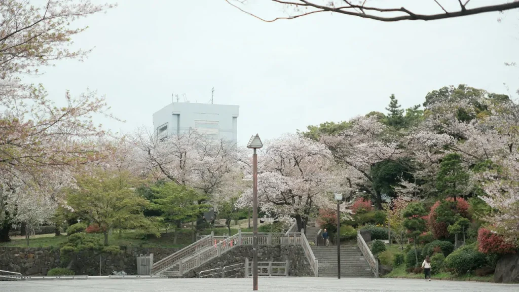 asukayama park sakura