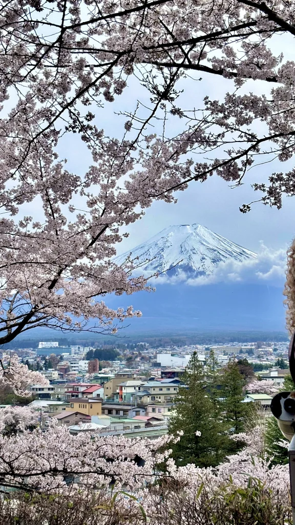 mt fuji and sakura