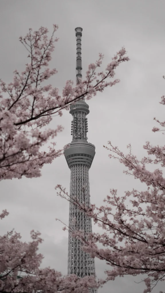 tokyo skytree sakura