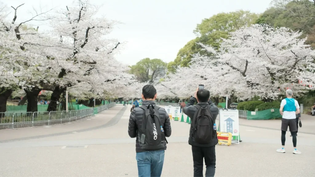 ueno park sakura