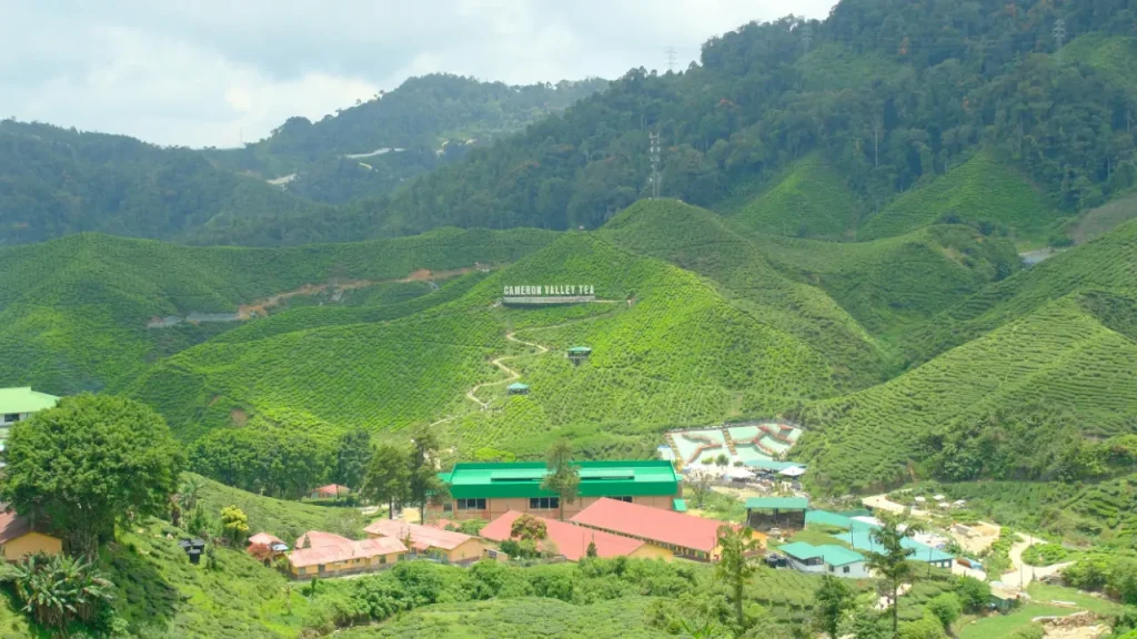 cameron valley tea