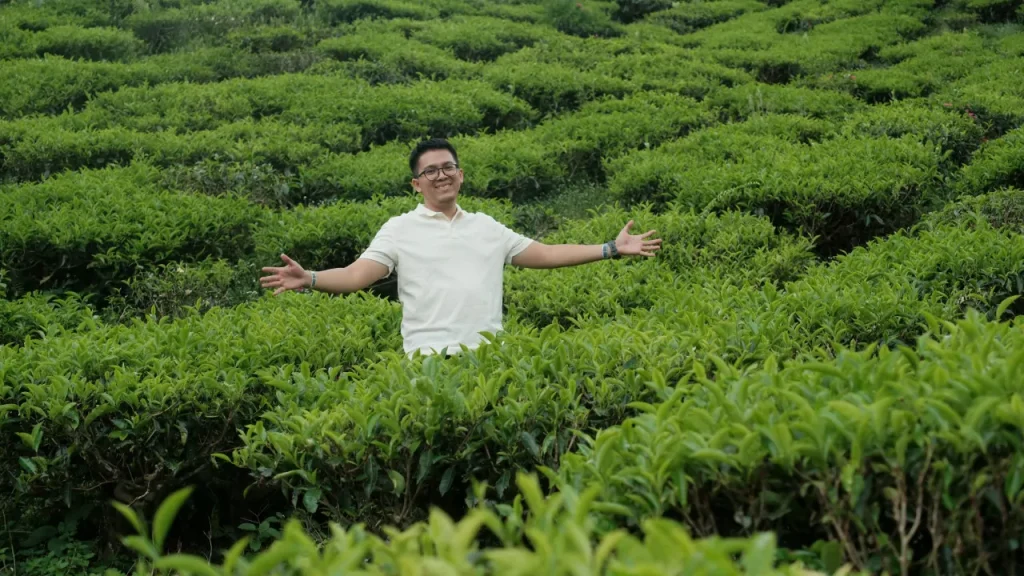 ladang teh