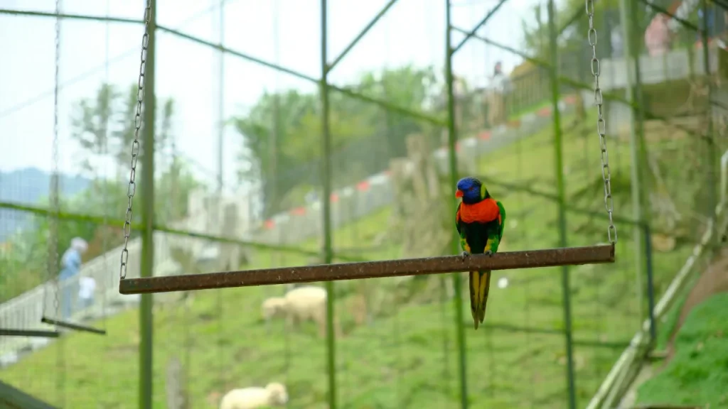 taman burung