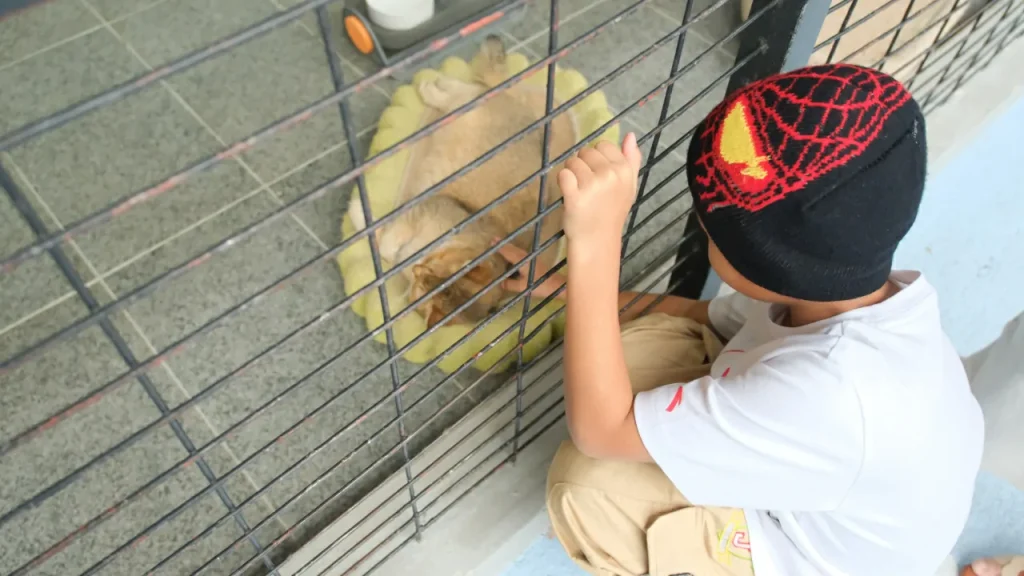 taman kucing