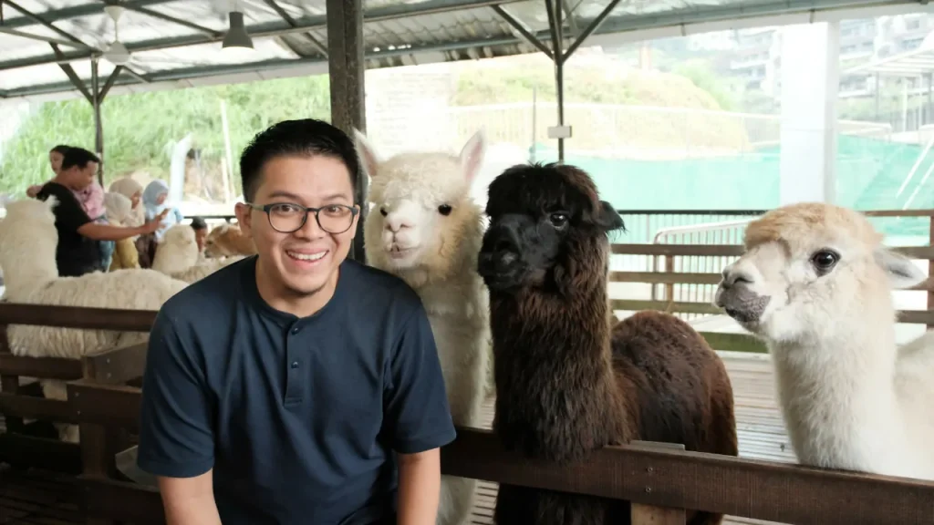 the sheep sanctuary Alpaca
