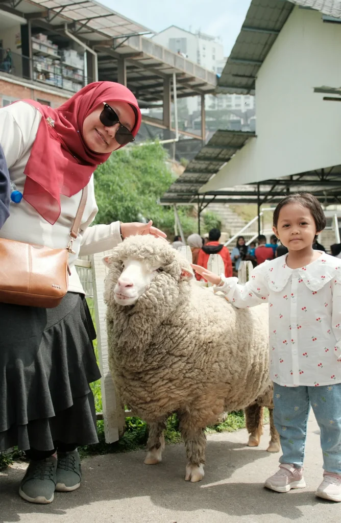 the sheep sanctuary Kea Farm